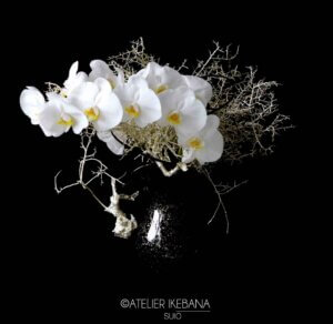 SEMINAIRE IKEBANA DE NOËL  de 9h30 à 12h00 samedi 20 décembre 2025